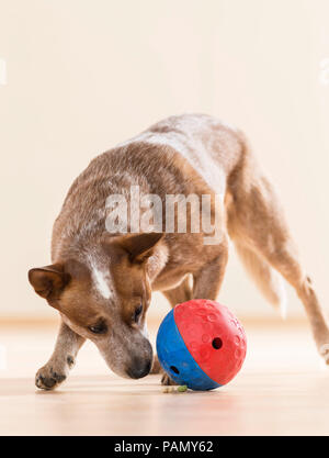 Australian Cattle Dog jouant avec un distributeur de traiter balle. L'Allemagne.. Banque D'Images