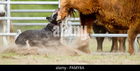 Australian Cattle Dog bovins conduite, mordre la jambe. L'Allemagne.. Banque D'Images