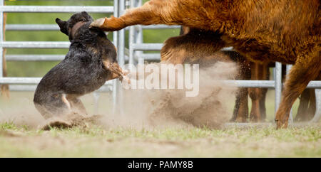 Australian Cattle Dog, en tenant une conduite de bétail kick. L'Allemagne... Banque D'Images