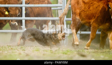 Australian Cattle Dog driving bovins, attrape une patte postérieure. L'Allemagne.. Banque D'Images