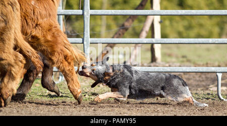 Australian Cattle Dog driving bovins, attrape une patte postérieure. L'Allemagne.. Banque D'Images