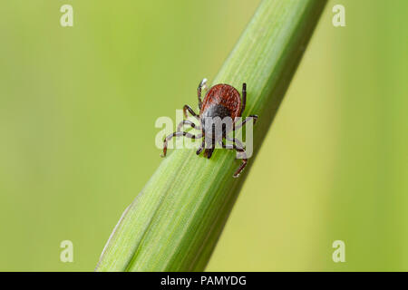 Ricin tique (Ixodes ricinus) sur un brin d'herbe. Allemagne Banque D'Images