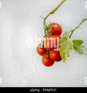 Les tomates cerises. Isolées. Tomates cerises mûres rouge rond accroché sur tige avec un fond blanc. Le point de droit. Banque D'Images