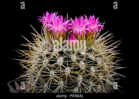 Lobivia Cactus Neoporteria senilis avec flower isolated on Black Banque D'Images