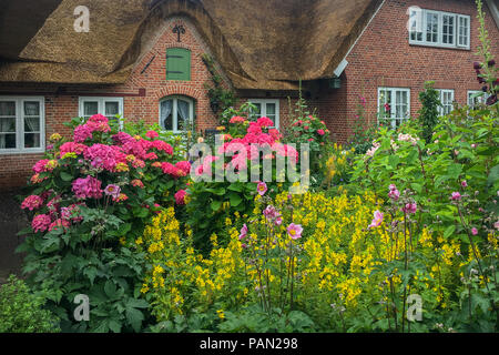 Belles fleurs dans un jardin en face de l'Allemagne du Nord une maison avec un toit de chaume Banque D'Images