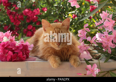 Chat domestique, gingembre, située entre fleurs d'oléandre Banque D'Images