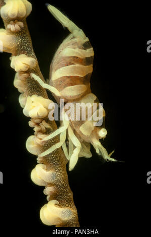 Cette femelle Pontonides unciger commensal, crevettes, a été photographié dans la nuit sur le fil corail. Sa queue est emballé avec des oeufs et les yeux de ses jeunes peuvent Banque D'Images