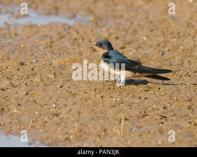 Hirondelle de grange, Hirundo rustica, collecte de boue pour le matériel de nidification. Banque D'Images