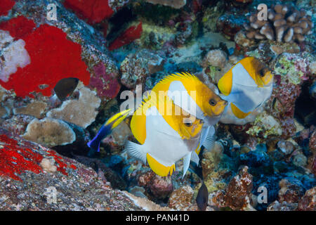 Trois papillons, pyramide Hemitaurichthys polylepis, la queue pour une endémie Hawaiian cleaner wrasse, Labroides phthirophagus. Hawaii. Banque D'Images