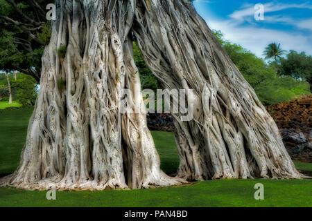 Arbre de Bodhi. Mauna Lani Drive. New York, la Grande Île Banque D'Images