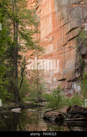 Oak Creek est une gorge creusée dans le bord de la Mogollon Rim du Plateau du Colorado le long de la démarche de Oak Creek. Il se réunit avec le Verde River. Banque D'Images