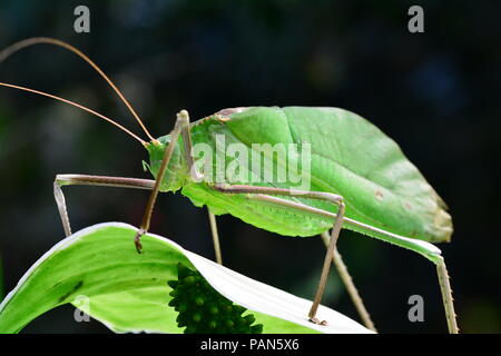 Katydid malais géant dans son environnement. Banque D'Images