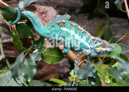 Un caméléon coloré promenades autour de son environnement de montrer sa beauté. Banque D'Images