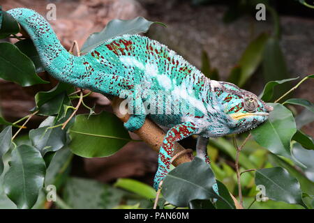 Un caméléon coloré promenades autour de son environnement de montrer sa beauté. Banque D'Images