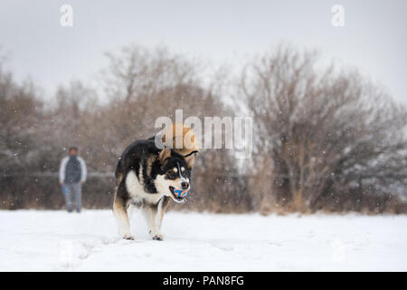 Chien husky mix aller chercher la balle dans la neige avec l'homme Banque D'Images