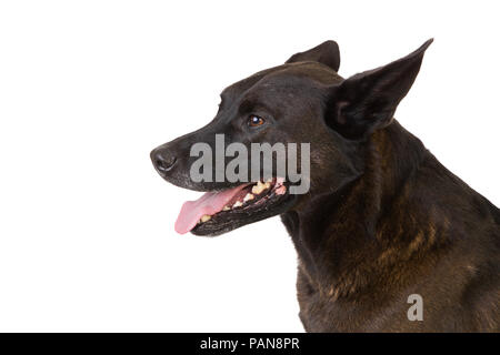 Shepherd Dog mix haletant en studio Banque D'Images