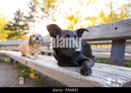 Deux chiens portant sur banc en bois dans le parc Banque D'Images