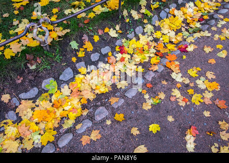 Rouge, jaune, orange feuilles d'érable dans le vieux fossé de drainage. Feuillage multicolore couvrant l'herbe verte et de l'asphalte sentier. Fond naturel. Banque D'Images