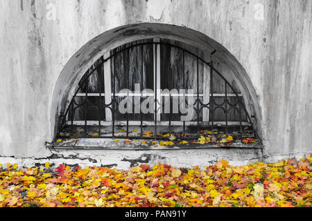 Vieille fenêtre sale avec grille métallique sur la construction de mur avec des couleurs est rouge, orange et jaune feuilles d'érable. Contraste d'automne en ville. Banque D'Images