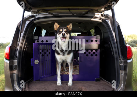 Full body shot de husky mix se tenant debout à l'intérieur d'une caisse à l'intérieur de la berline Banque D'Images