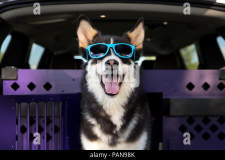 Chien husky portant des lunettes bleu debout dans une caisse à l'intérieur d'un van Banque D'Images