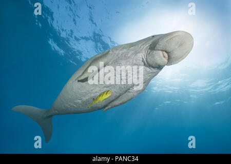 Sea Cow ou Dugong (Dugong dugon) nage sous la surface de l'eau bleue Banque D'Images