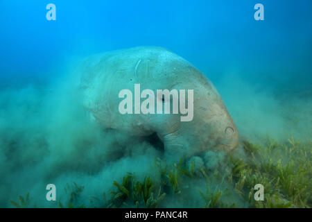 Sea Cow ou Dugong (Dugong dugon) manger de l'herbe de mer Banque D'Images