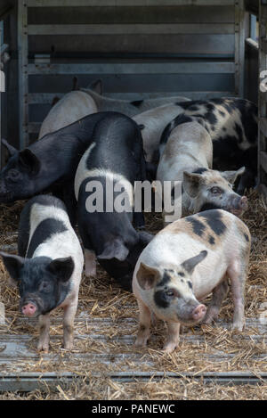 Petits cochons rose et noir dans un stylo à un pays dans le Hampshire, Angleterre Banque D'Images