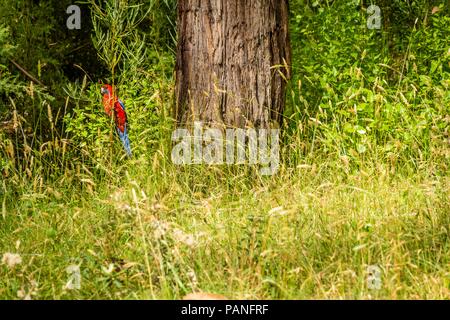 Crimson Rosella Platycercus elegans parrot bird en Australie Banque D'Images