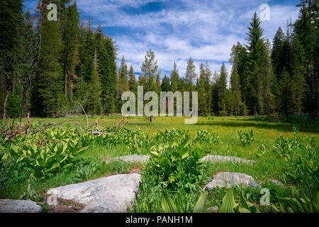 La montagne verte prairie avec stepping stones naturelles dans la forêt de pins près de Crane Flat - Yosemite National Park Banque D'Images