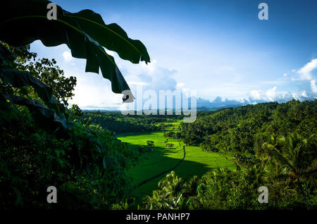 Voir de beau champ de riz vert et les terres agricoles, avec des collines au loin - aux Philippines, Panay Banque D'Images