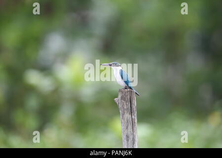 Collier Kingfisher Todiramphus chloris) (à Sabah, Bornéo, Malaisie Banque D'Images