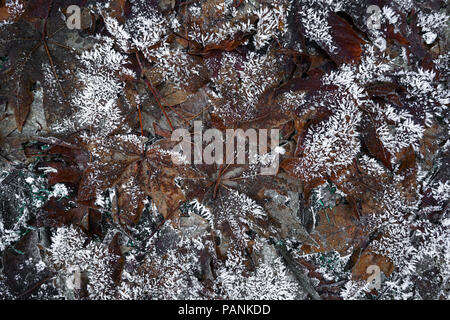 Les feuilles d'érable et de glaçons sur un sol de la forêt d'hiver - randonnée pédestre Lac Miroir, Yosemite National Park Banque D'Images