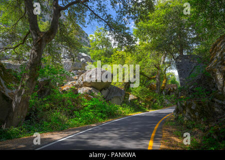 Route à travers une voie ombragée de grands arbres et les rochers de granit - El Portal (Route 140) - Yosemite National Park Banque D'Images