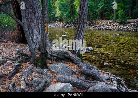 Un pin ponderosa avec racines gnarly se trouve le long des rives de l'éperon, claire s'écoule La rivière Merced, Yosemite National Park Banque D'Images