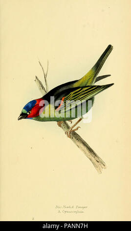 Une sélection des oiseaux du Brésil et du Mexique : les dessins Londres:H.G. Bohn, 1841. Banque D'Images