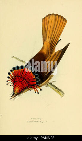 Une sélection des oiseaux du Brésil et du Mexique : les dessins Londres:H.G. Bohn, 1841. Banque D'Images