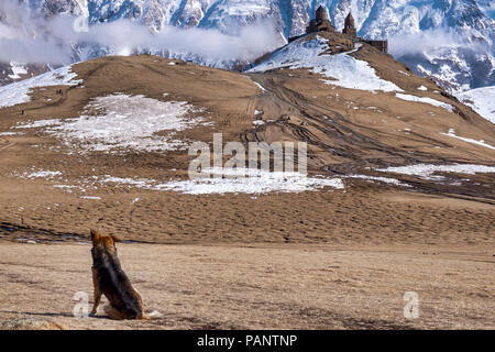 Chien en face de l'église de trinité Gergeti, Géorgie, Gergeti Banque D'Images