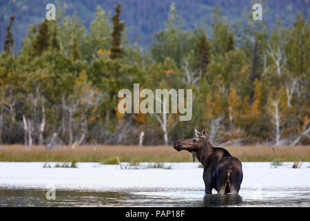 USA, Alaska, Denali National Park, le wapiti vache dans un lac Banque D'Images