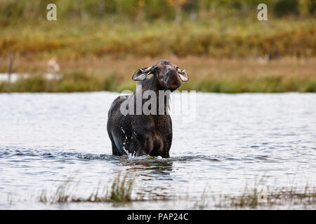 USA, Alaska, Denali National Park, le wapiti vache dans un lac Banque D'Images