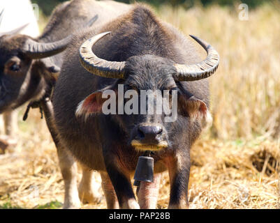 Thailnad, Chiang Dao, portrait de l'eau domestique buffalo Banque D'Images