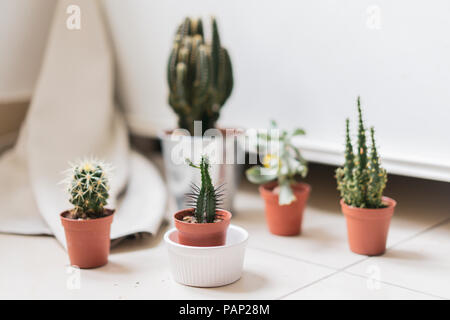Cactus et succulentes en pot Banque D'Images
