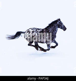 Cheval frison en hiver Banque D'Images