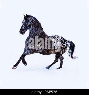 Cheval frison en hiver Banque D'Images