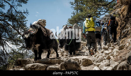 Solo Khumbu, Népal, Everest, Sagamartha Parc National, les alpinistes marcher sur un chemin de terre avec des yaks Banque D'Images