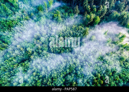 Allemagne, Bade-Wurtemberg, Jura souabe, vue aérienne de Schurwald, brouillard du matin Banque D'Images