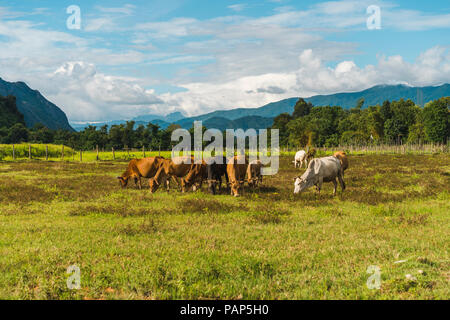 Laos, Vang Vieng, les vaches dans le champ Banque D'Images