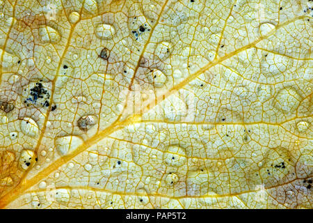 Détail de gouttes de pluie sur feuille d'automne Banque D'Images