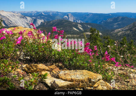 Fleurs rose avec des pierres et vue sur la vallée, demi-dôme à distance - Yosemite National Park Banque D'Images