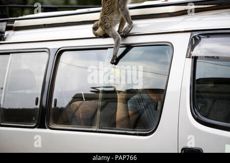 L'Ouganda, le Queen Elisabeth National Park, curieux et un singe climing sur véhicule hors route Banque D'Images